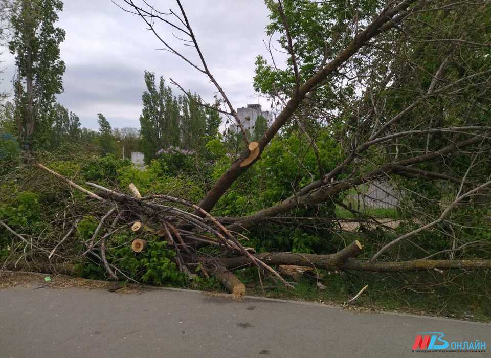 В Волгограде дерево упало на машину «Концессий теплоснабжений»